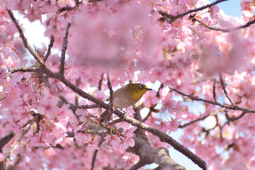 河津桜
さくら
桜
春
日本