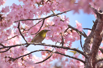 河津桜
さくら
桜
春
日本
