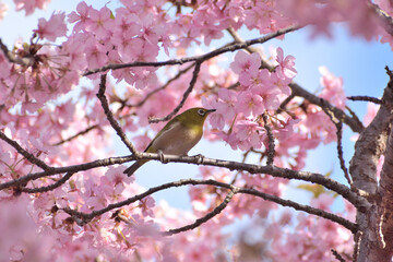 河津桜
さくら
桜
春
日本