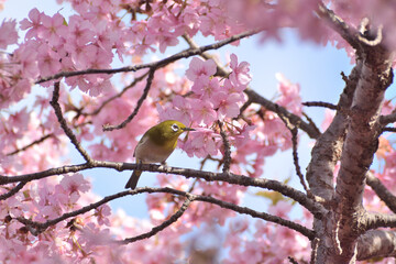 河津桜
さくら
桜
春
日本