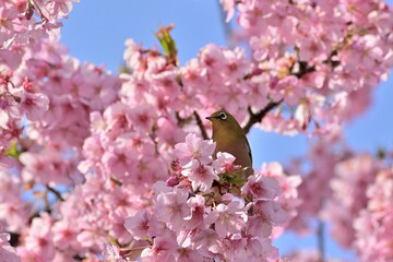 河津桜
さくら
桜
春
日本