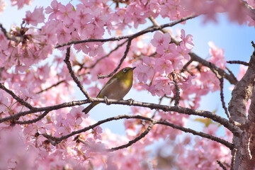 河津桜
さくら
桜
春
日本