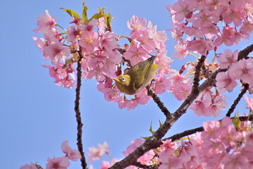 河津桜
さくら
桜
春
日本