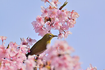 河津桜
さくら
桜
春
日本