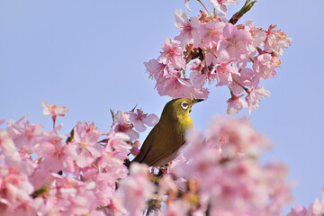 河津桜
さくら
桜
春
日本
