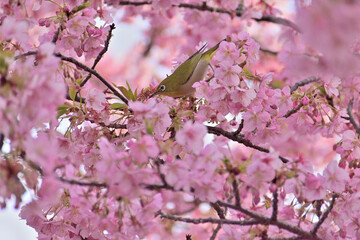 河津桜
さくら
桜
春
日本