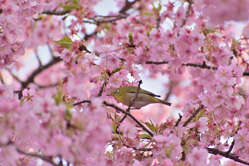 河津桜
さくら
桜
春
日本