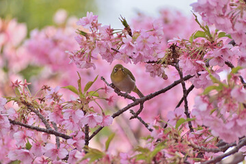 河津桜
さくら
桜
春
日本