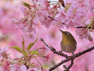 河津桜
さくら
桜
春
日本