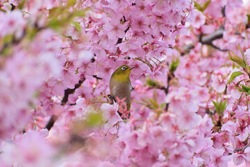河津桜
さくら
桜
春
日本