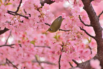 河津桜
さくら
桜
春
日本