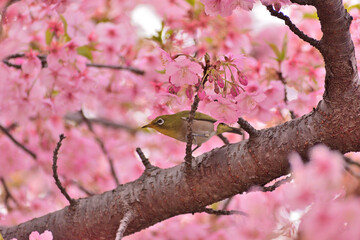 河津桜
さくら
桜
春
日本
