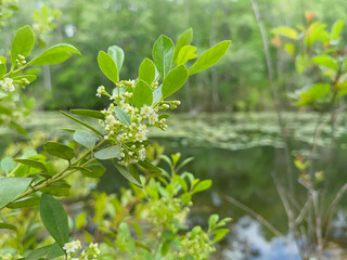 Obraz premium Close-up shot of a Lightning Bush Shrub growing in front of a pond at a park
