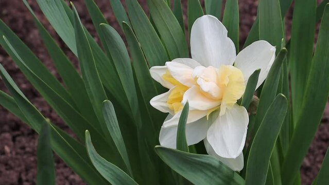 Beautiful daffodil flower in the wind