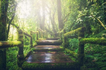 Moss-covered steps wind through the dense forest, their handrails entwined by creeping vines,...