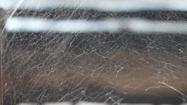 spider net in the old scrap shop to catch mosquitos 240fps slow motion