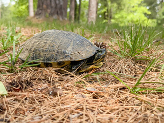 Close-up of a Yellow-Bellied Slider Turtle lying in a park