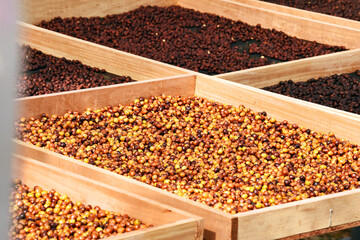 Coffee beans drying in the sun  