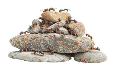 Stone-Infested Ants: A Plentiful Sight isolated on transparent Background