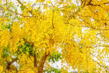Golgen Flower blooming on Summer day, Golden shower flower or Indian laburnu, Cassia fistula on Golden shower tree.