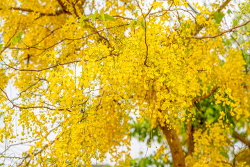 Golgen Flower blooming on Summer day, Golden shower flower or Indian laburnu, Cassia fistula on Golden shower tree.