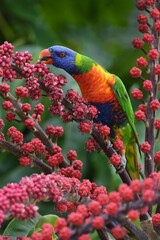 Australian adult Rainbow Lorikeet -Trichoglossus moluccanus- perched tree branch feeding on red berries overcast light 