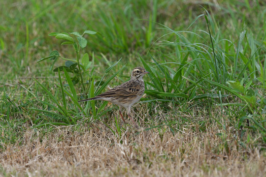 Ground-dwelling, adult Australian Pipit -Anthus australis- bird in short grass, looking for food, overcast light