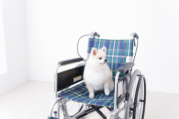 車椅子に乗るかわいい犬