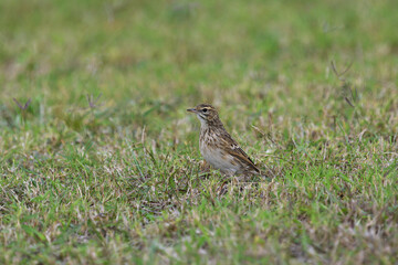 Well camouflaged ground-dwelling adult Australian Pipit -Anthus australis- short grass looking for food copy space