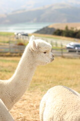 alpaca © Ann