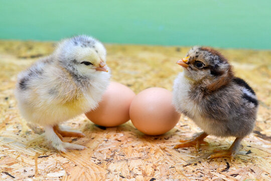 Two  litte chicken and eggs stand on a wooden table, plywood. Brama chicken.