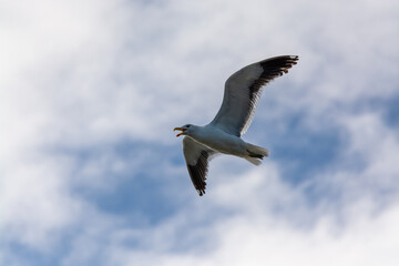 Gaviota Dominicana (Larus dominicanus) en pleno vuelo