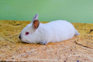 White baby rabbit on a wooden board.
