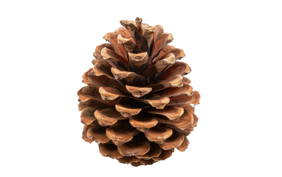 Singular Pine Cone isolated on transparent Background