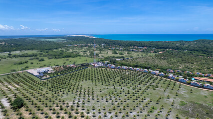 Aerial view of coconut plantation on Pipa beach in Tibau do Sul, Natal, Rio Grande do Norte, Brazil