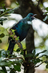 Singing Tui Bird in a tree in New Zealand