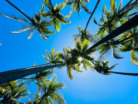 A beautiful view of palm trees on a sunny beach