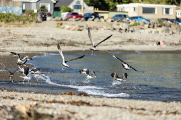 Seagulls at the rocky waterfront in New Zealand