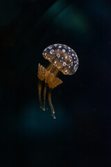 Jellyfish