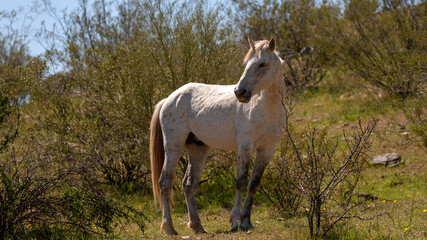 Obraz na płótnie Canvas White stallion wild horse in the Salt River wild horse management area near Mesa Arizona United States