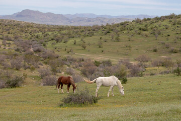 Wild horses grazing during spring in the Arizona desert near  Scottsdale Arizona United States