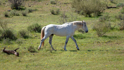 White stallion wild horse in the Salt River wild horse management area near Phoenix Arizona United States