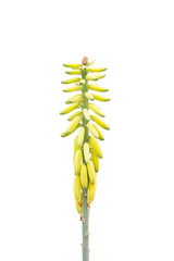 Flower of Aloe Vera tree bloom isolated on white background included clipping path. Is a Thai herb.