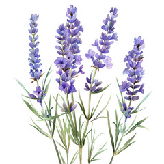 Naklejka premium Watercolor Lavender Flower Clipart 
