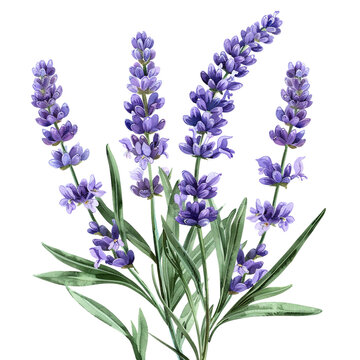 recommend clip art: Watercolor Lavender Flower Clipart