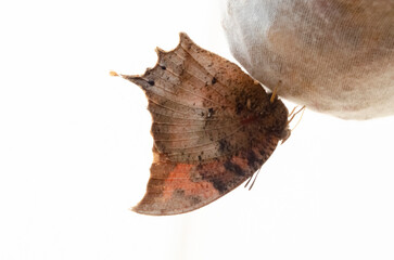 Dry Leaf Butterfly