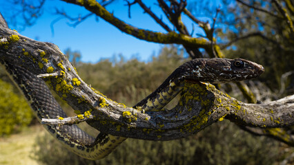 Baja California Coachwhip