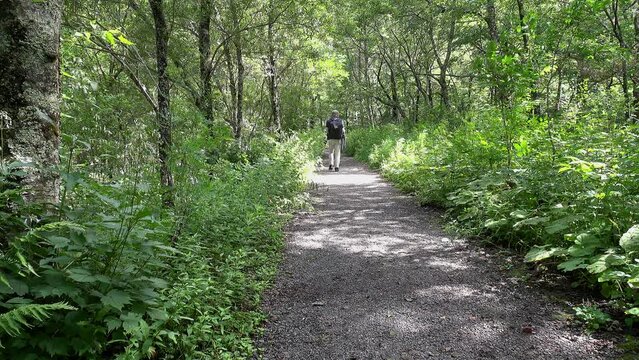 新緑の林道を撮影しながら歩くシニア男性の後ろ姿、固定撮影