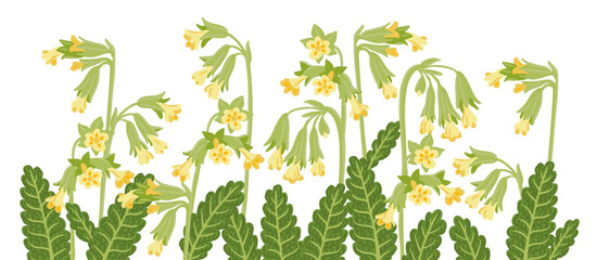 cowslip primrose, spring field flower, vector drawing wild plant at white background, floral border, hand drawn botanical illustration