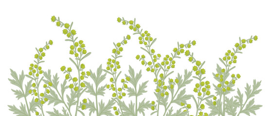 wormwood, field flower, vector drawing wild plants at white background, Artemisia absinthium ,floral bordert, hand drawn botanical illustration